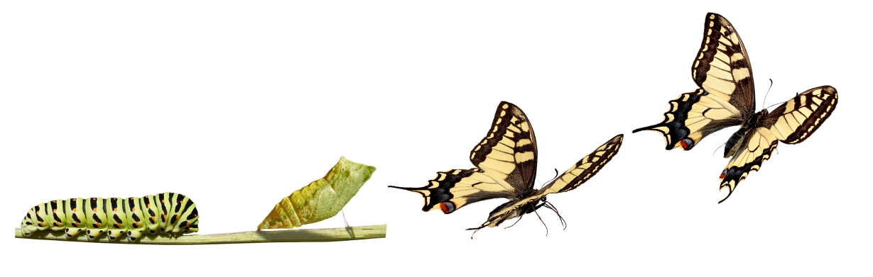 Change-Butterfly