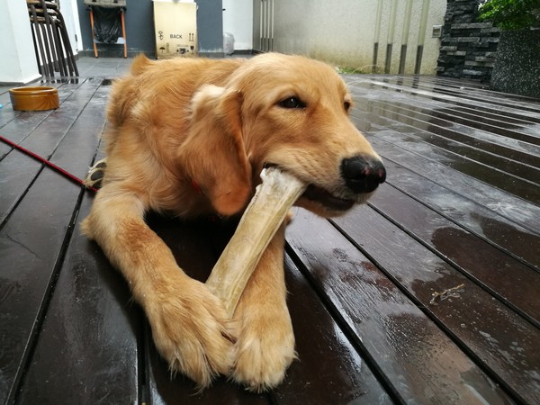 dog-bone-treats-bd0a0d3e47e2b803