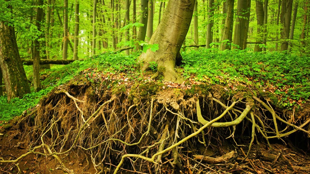 tree-roots-1080x608